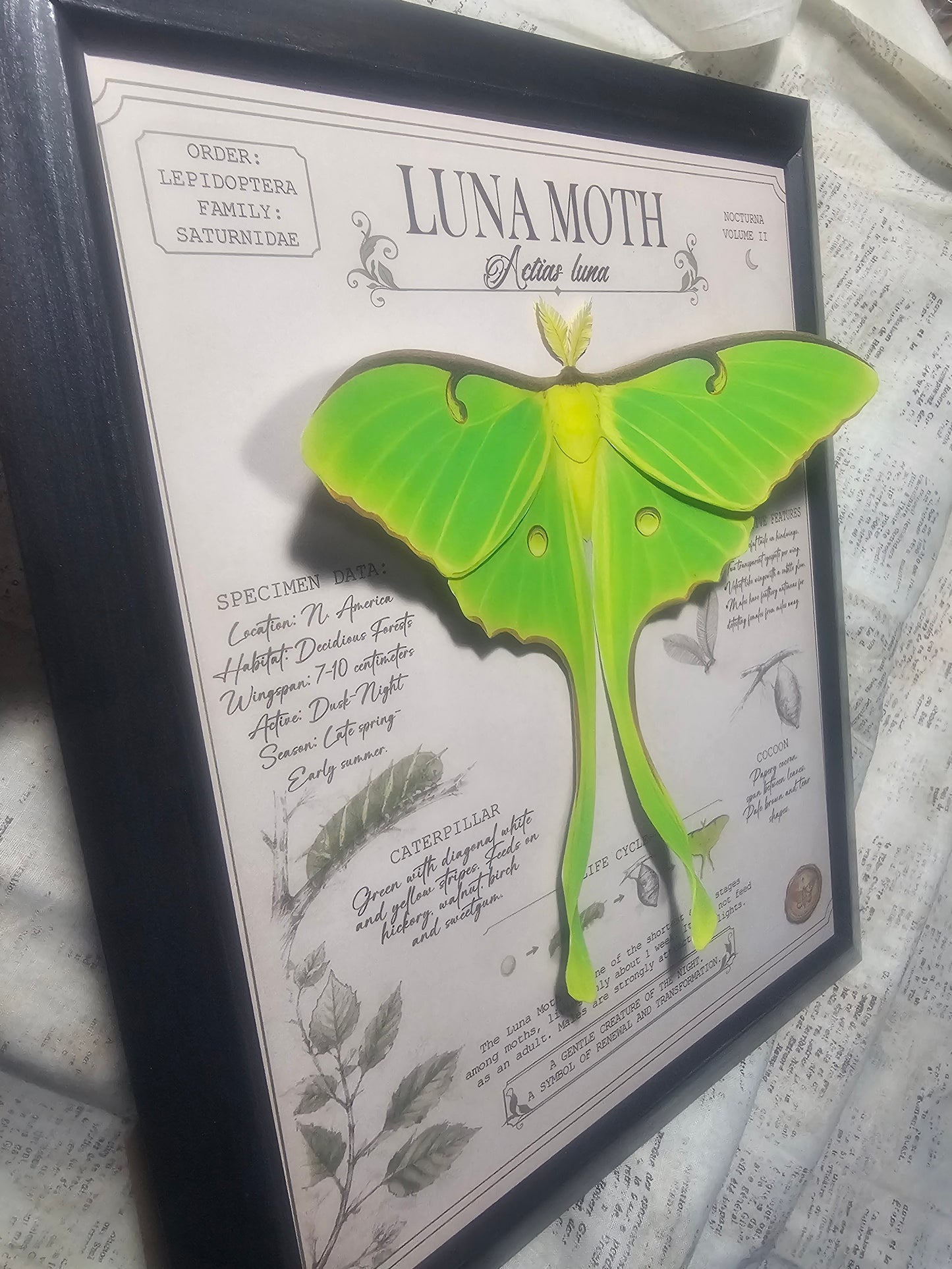 Luna Moth Layered 3D Poster Entomology Page Framed - Night Garden Collection