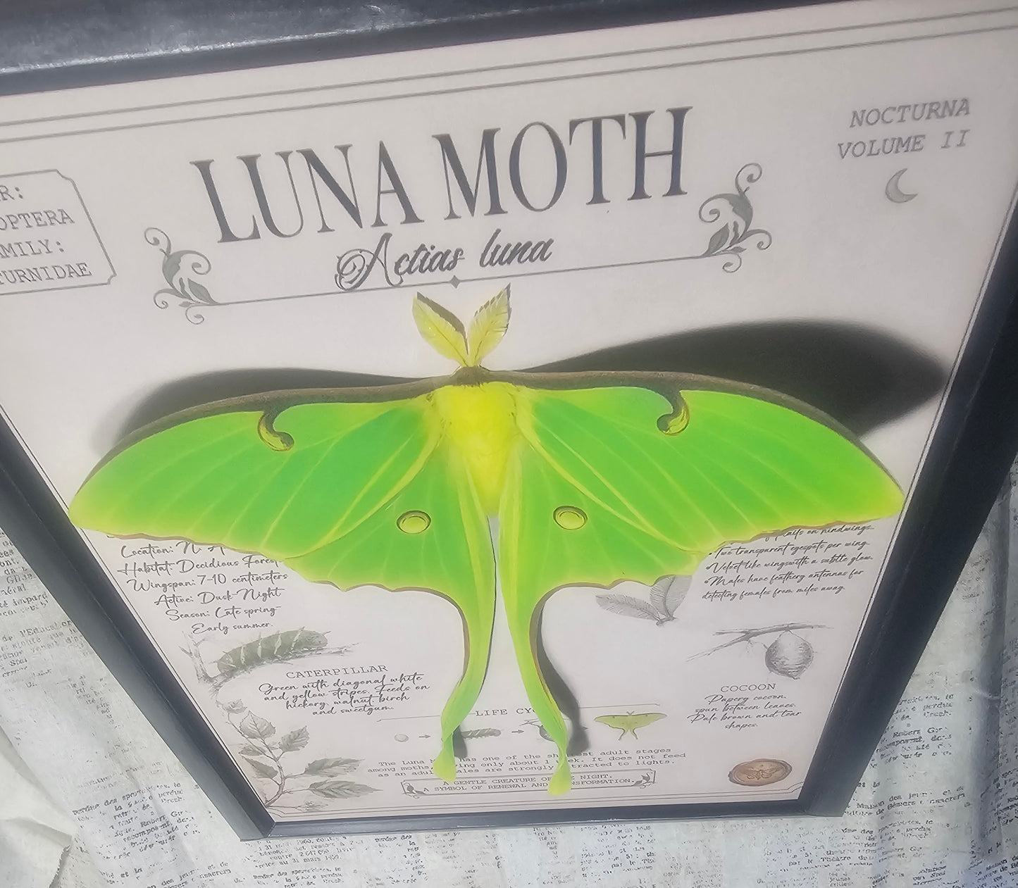 Luna Moth Layered 3D Poster Entomology Page Framed - Night Garden Collection