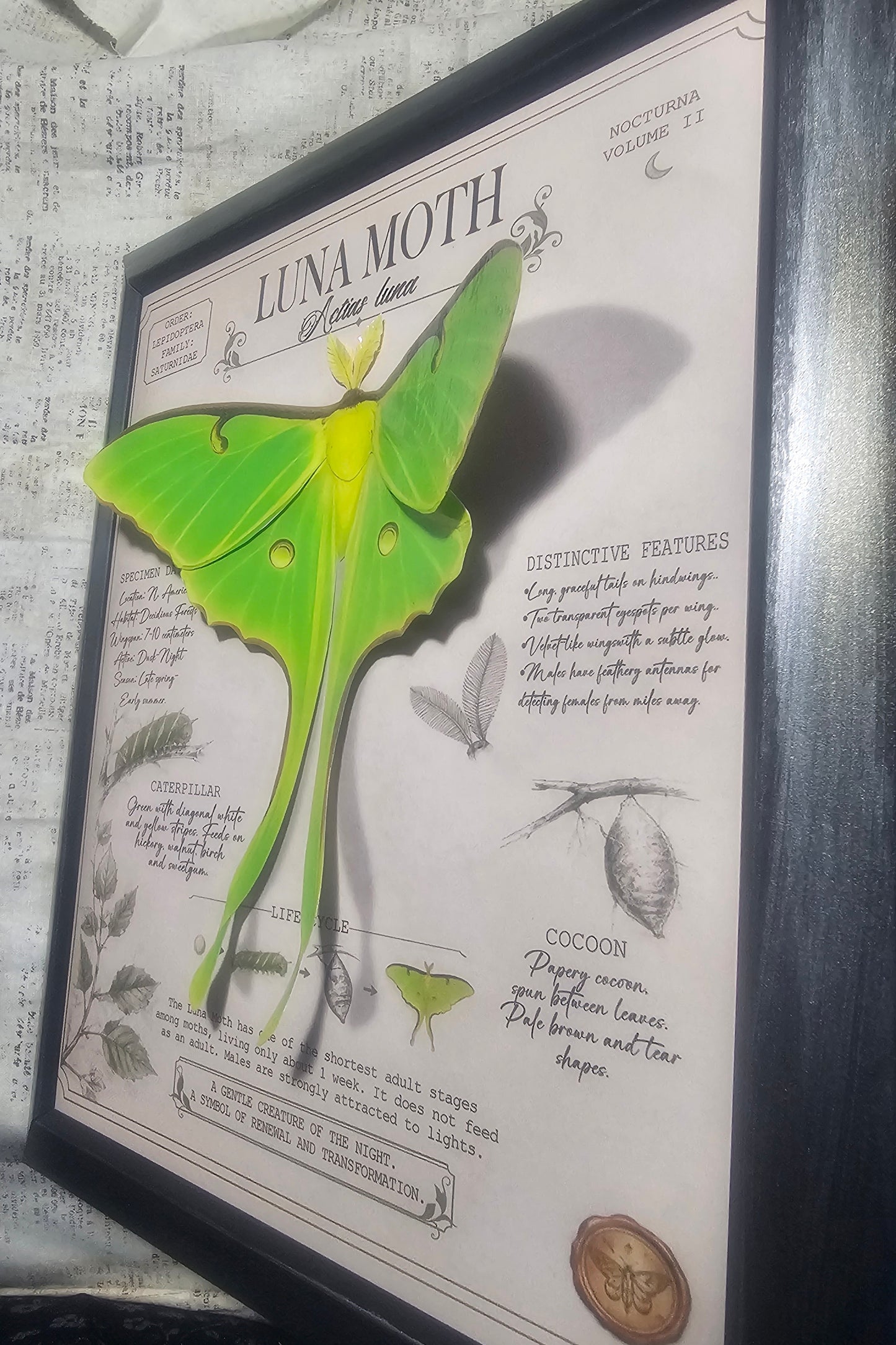 Luna Moth Layered 3D Poster Entomology Page Framed - Night Garden Collection