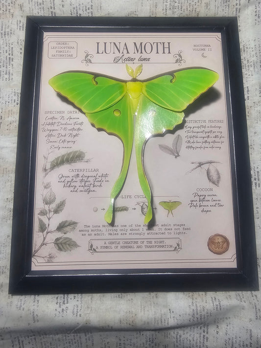 Luna Moth Layered 3D Poster Entomology Page Framed - Night Garden Collection